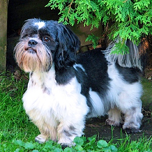 Our Pets and Animals